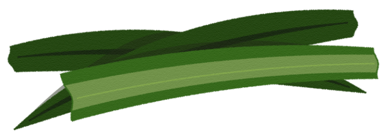 ใบเตยแบบต่างๆ pandan leaves [ภาพวาดฟรี] | OkusanPix